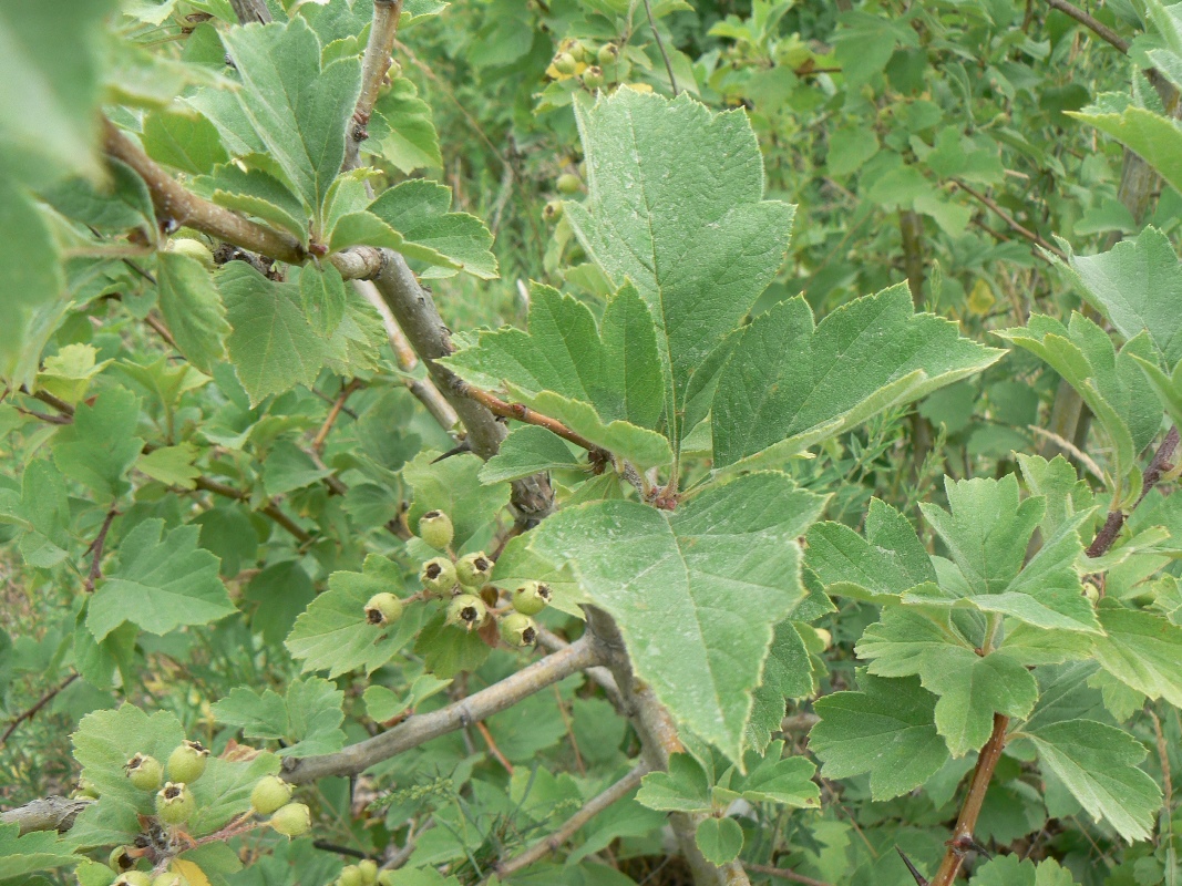 Image of Crataegus dahurica specimen.