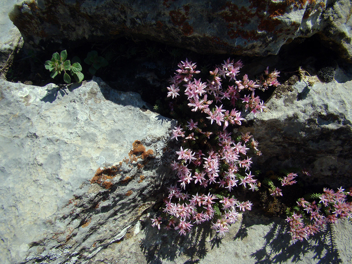 Изображение особи Pseudosedum ferganense.