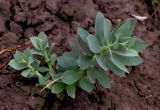 Euphorbia myrsinites