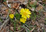 Adonis vernalis. Цветущее растение. Самарская обл., Ставропольский р-н, окр. с. Жигули, залив Жигулёвская Труба, опушка широколиственного леса. 03.05.2021.