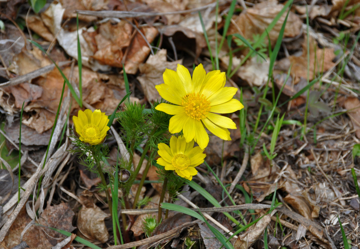 Image of Adonis vernalis specimen.