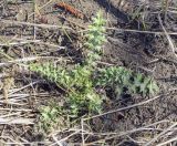 Cirsium vulgare. Вегетирующее растение. Пермский край, Лысьвенский р-н, долина р. Чусовая, луг вдоль берега р. Чусовая. 05.04.2021.