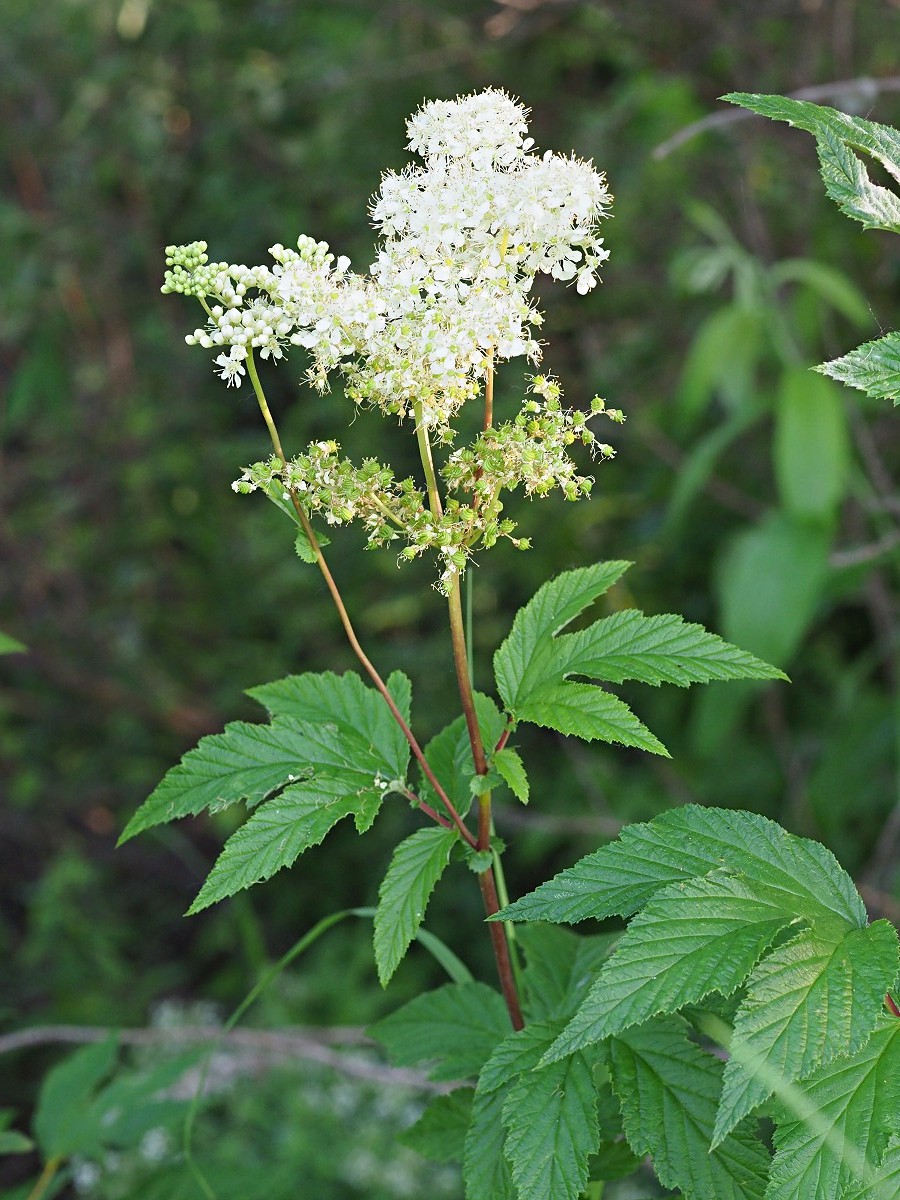 Image of Filipendula ulmaria specimen.