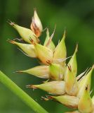 Carex raddei