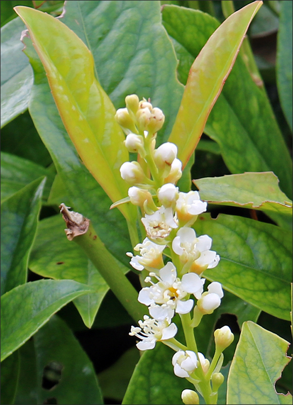 Image of class Magnoliopsida specimen.