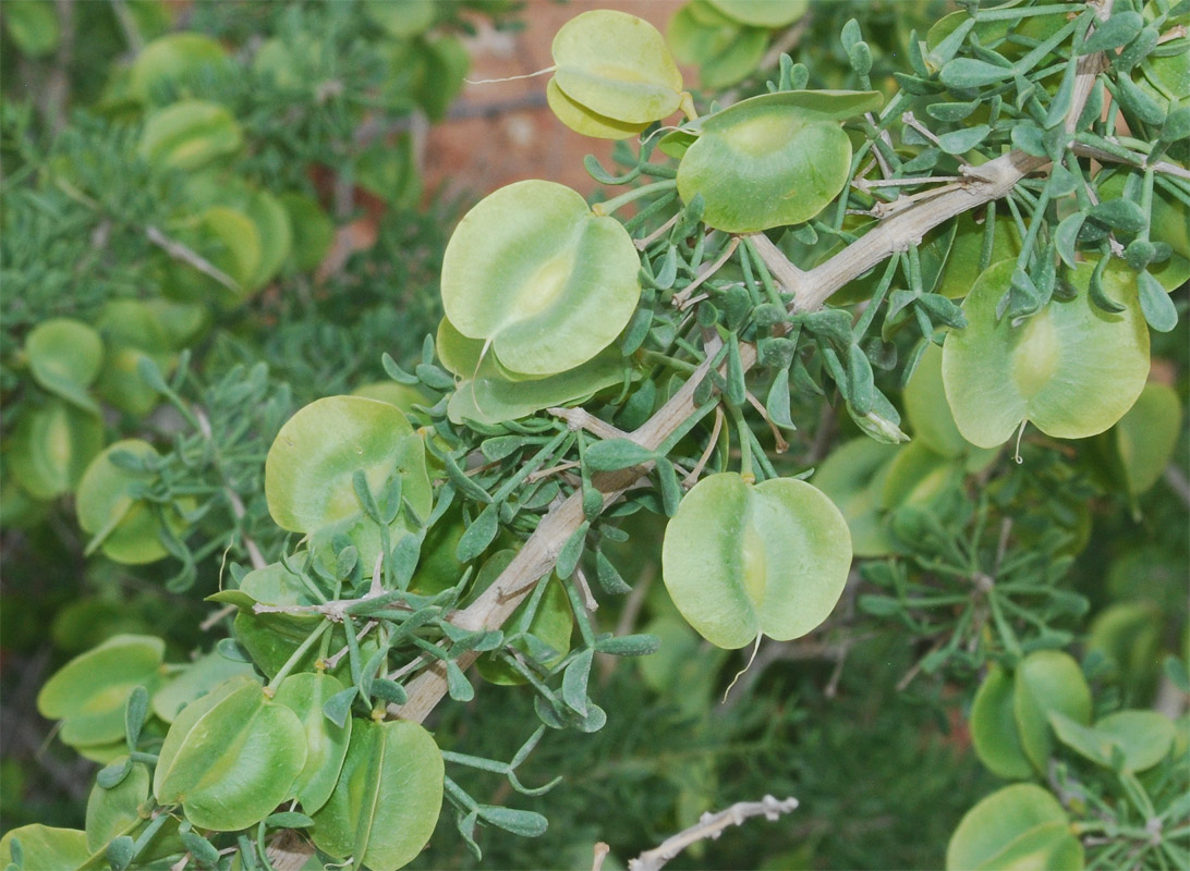 Image of Zygophyllum ferganense specimen.