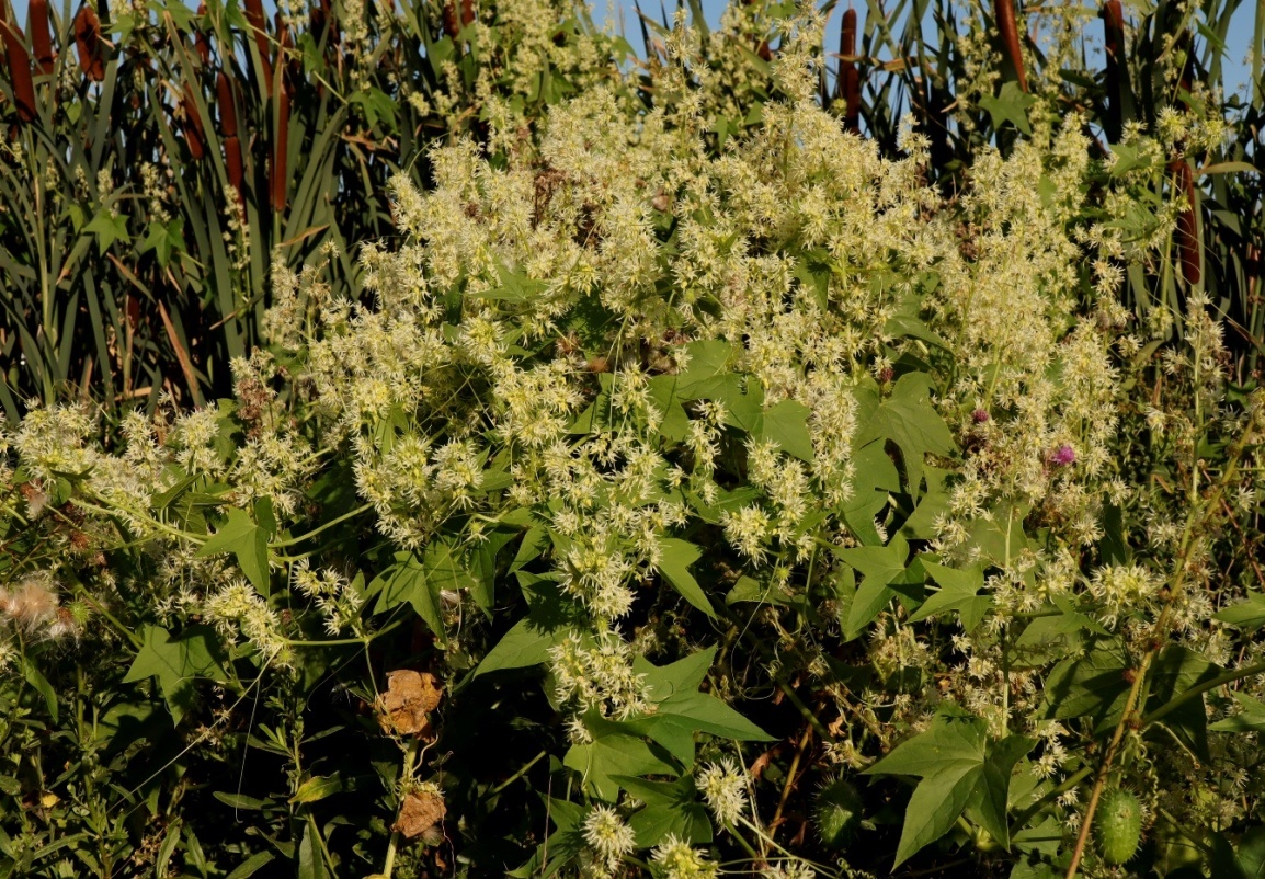 Изображение особи Echinocystis lobata.