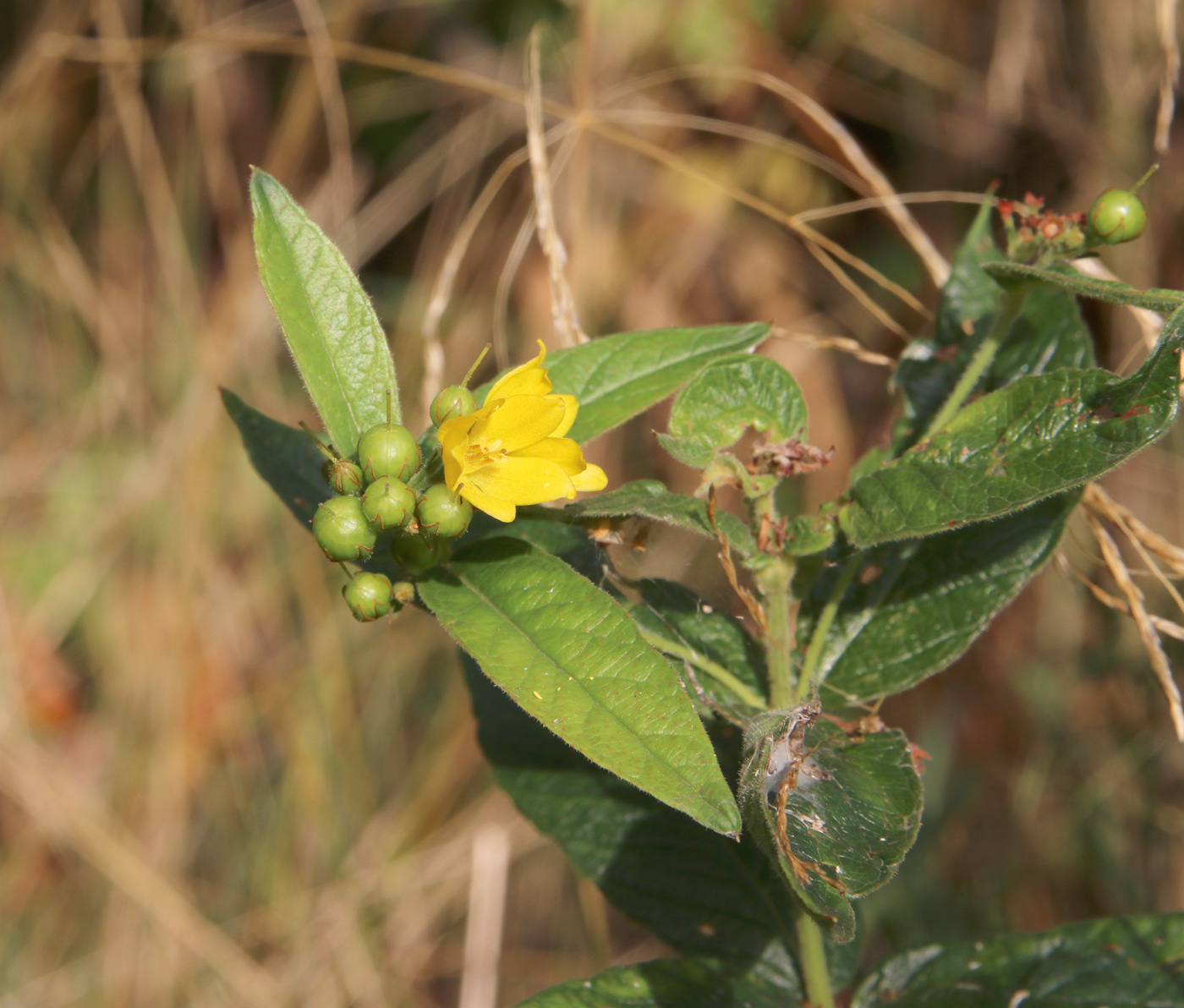 Image of Lysimachia vulgaris specimen.