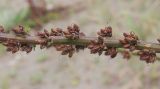 Verbascum eriorrhabdon. Средняя часть соплодия. Абхазия, пос. Цандрыпш, приморская псаммофитная растительная группировка. 09.08.2021.