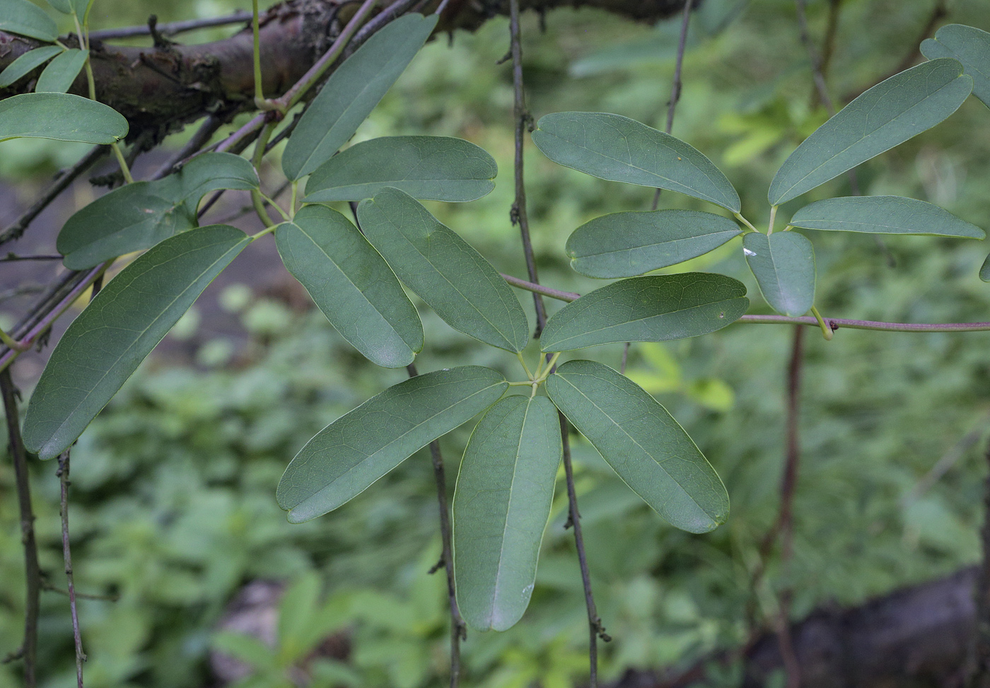 Изображение особи Akebia quinata.