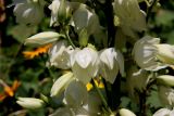 Yucca filamentosa