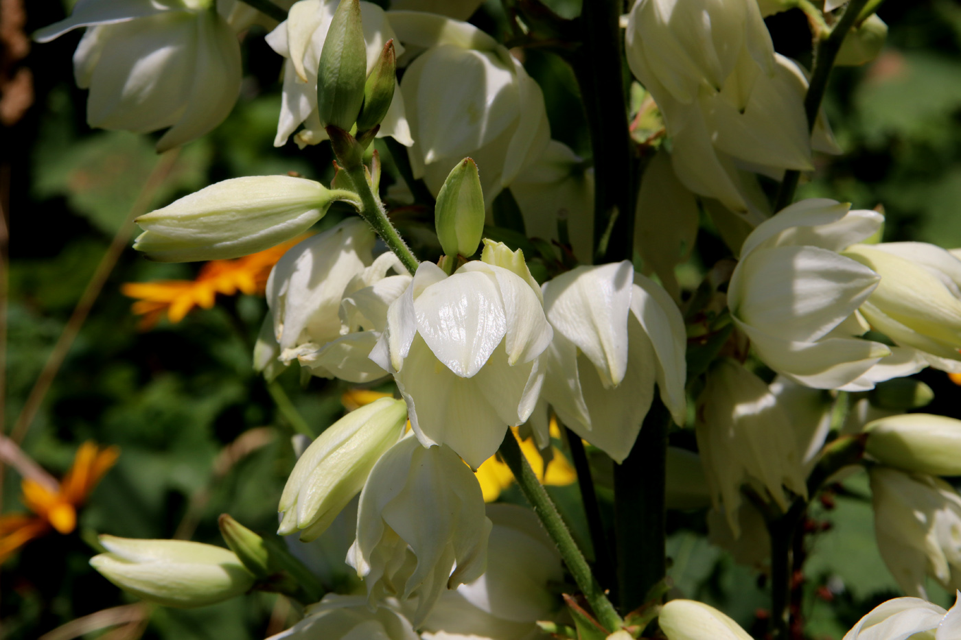 Изображение особи Yucca filamentosa.