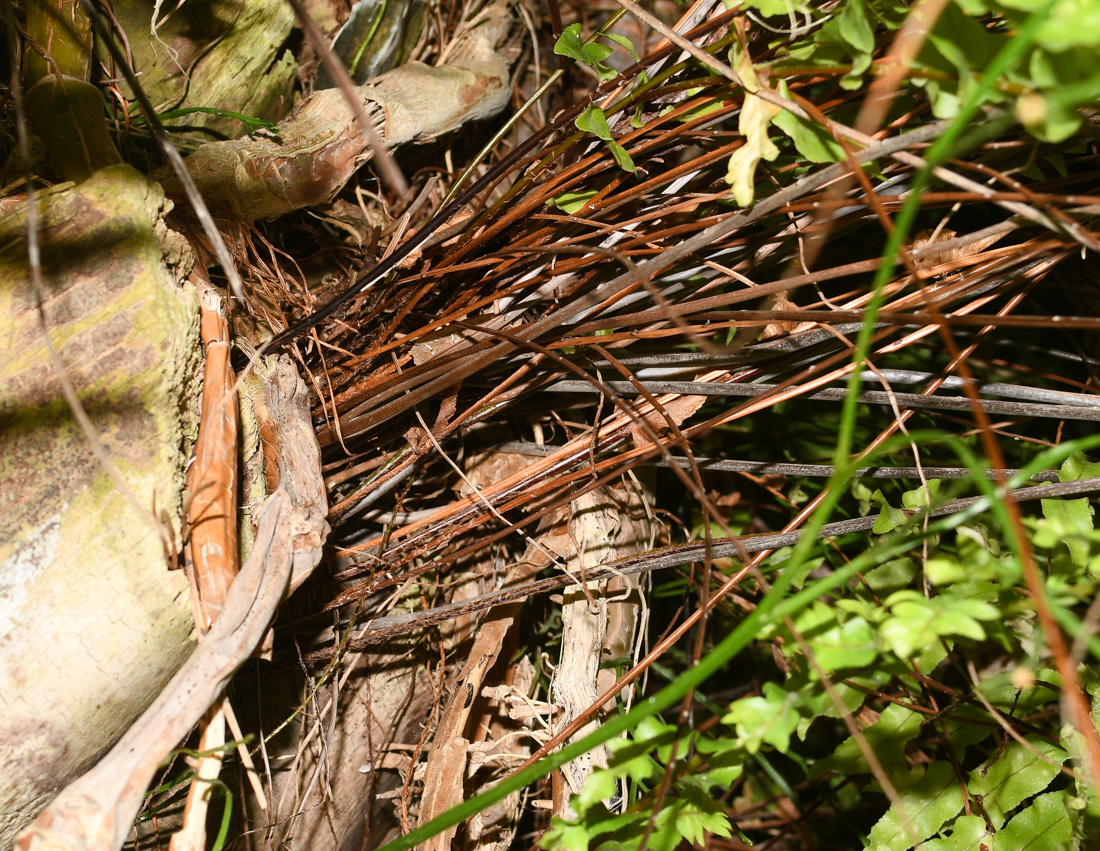 Image of Nephrolepis exaltata specimen.