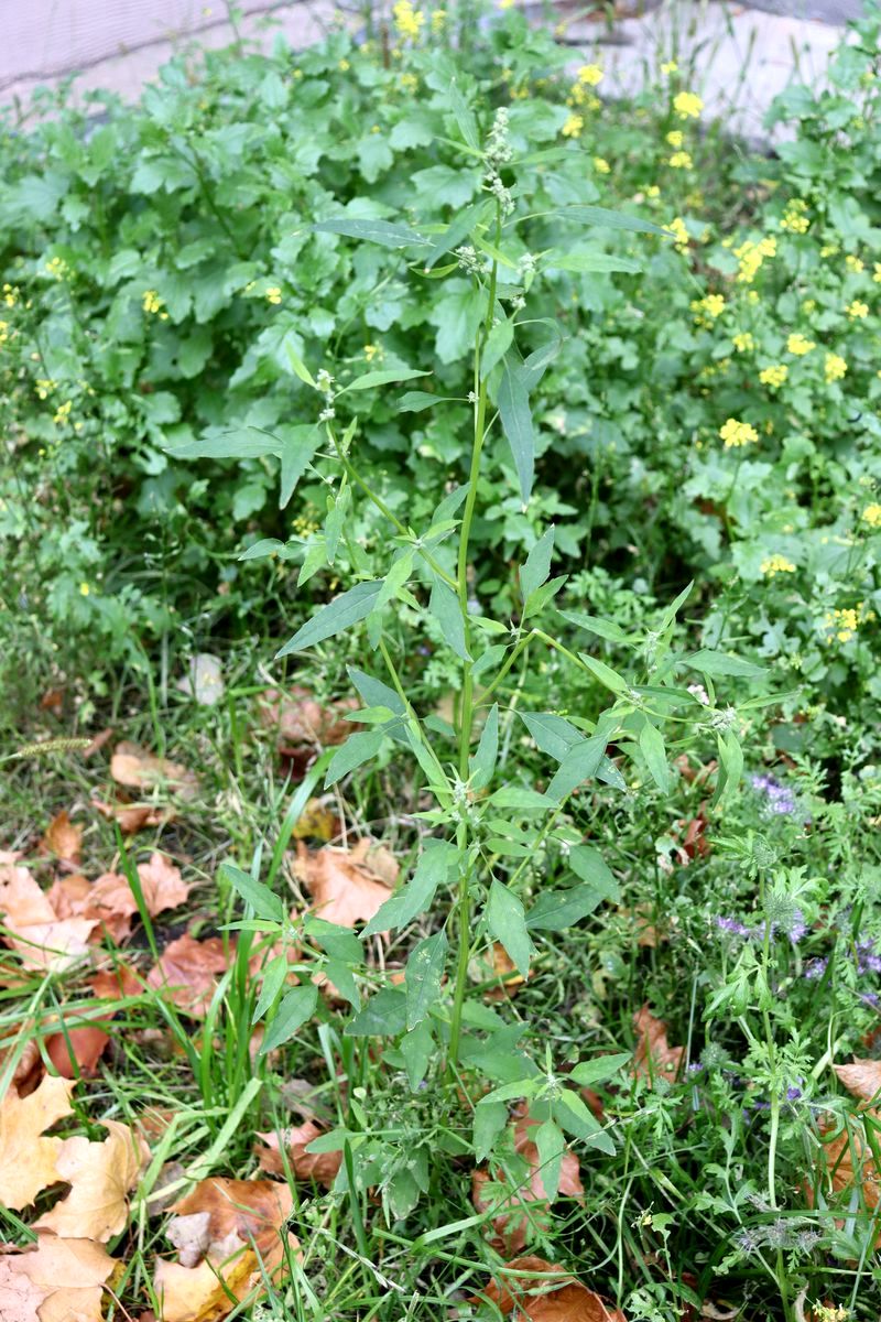 Изображение особи Chenopodium suecicum.