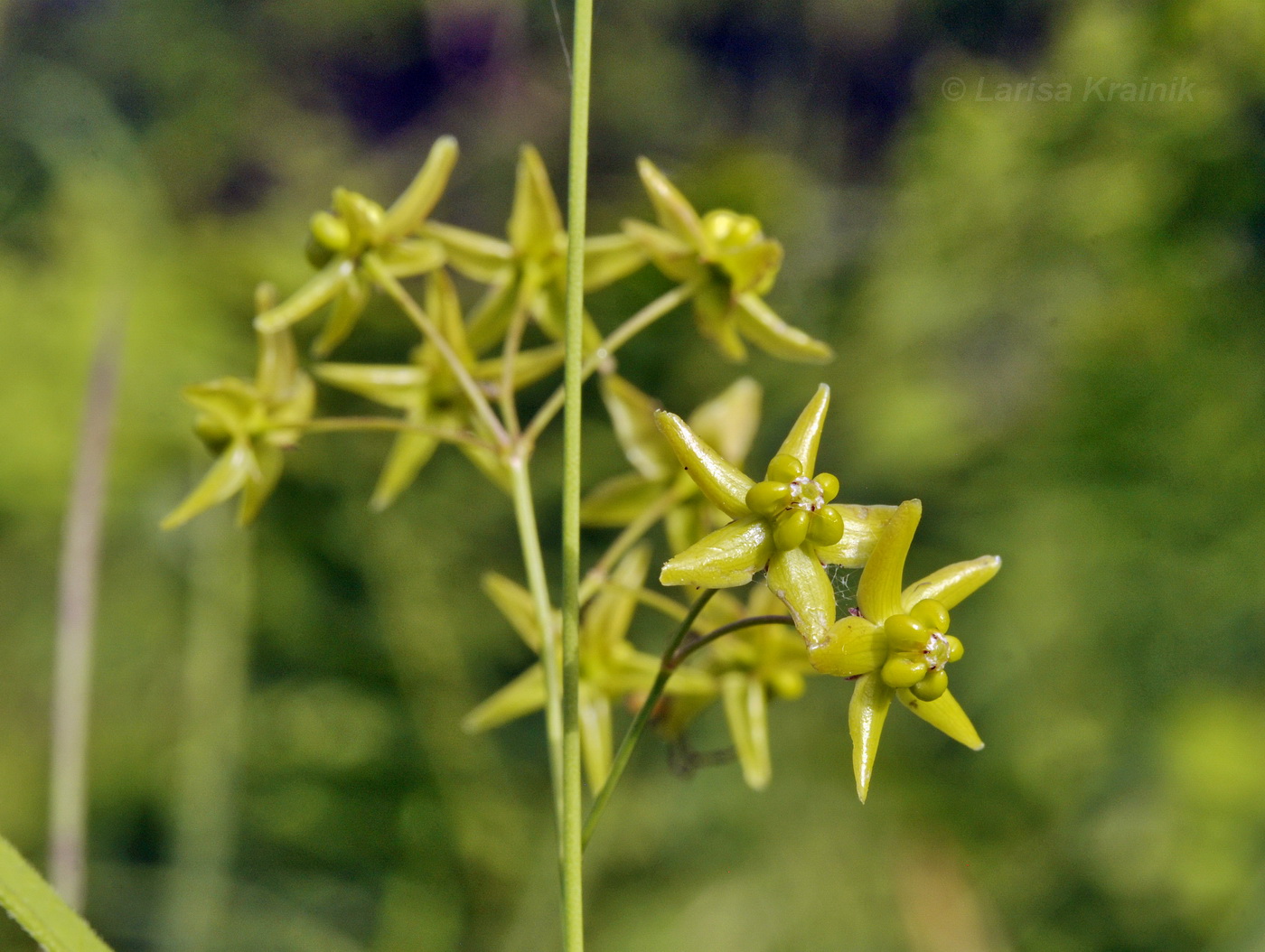 Image of Pycnostelma paniculatum specimen.