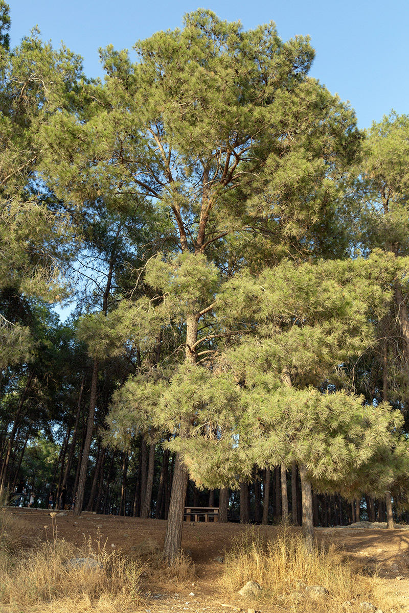 Image of Pinus halepensis specimen.