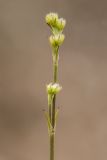 Gypsophila glomerata. Верхушка побега с развивающимися соцветиями. Ростовская обл., Мясниковский р-н, окр. хут. Недвиговка, ур. Каменная балка, известняковые выходы. 12.06.2021.