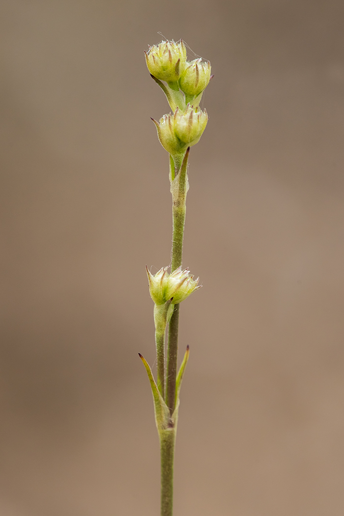 Image of Gypsophila glomerata specimen.