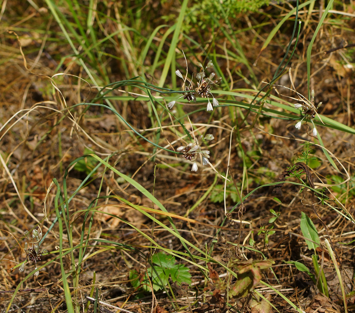 Изображение особи Allium oleraceum.