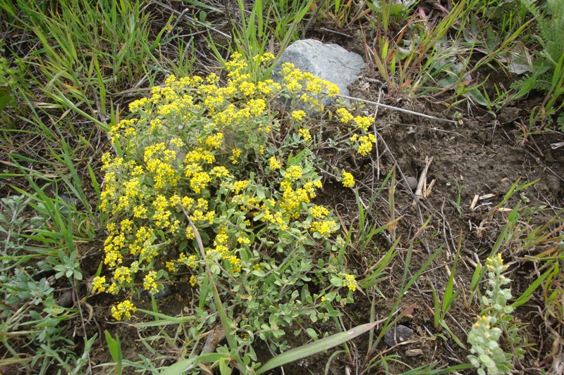 Изображение особи род Alyssum.