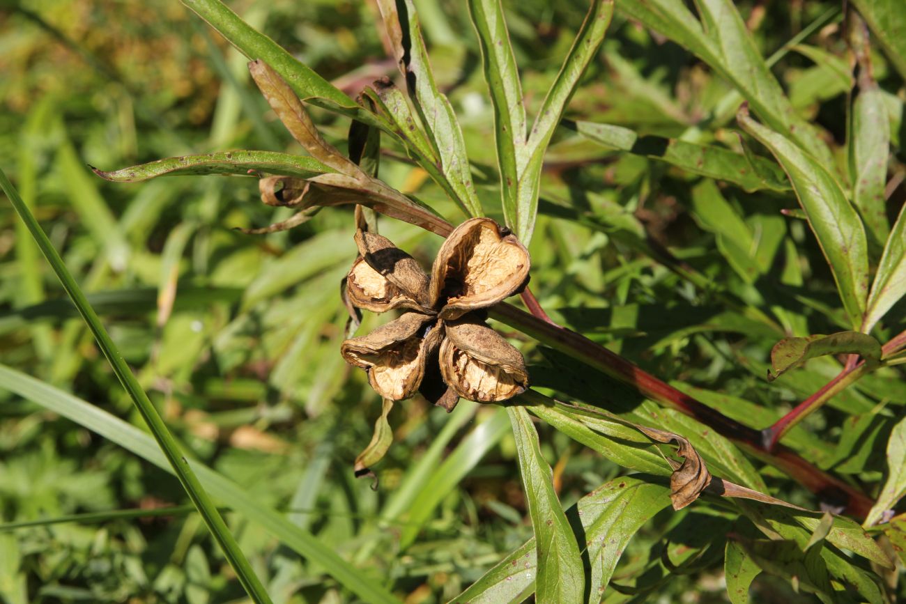 Изображение особи Paeonia intermedia.