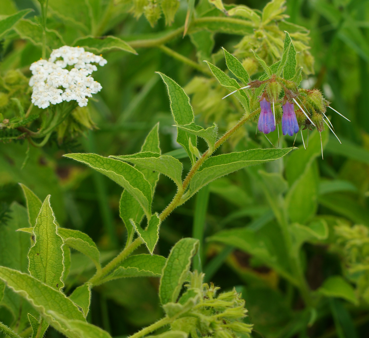 Изображение особи Symphytum asperum.