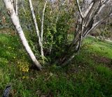 Combretum kraussii. Нижняя часть дерева. Израиль, Иудейские горы, г. Иерусалим, ботанический сад университета. 15.02.2022.