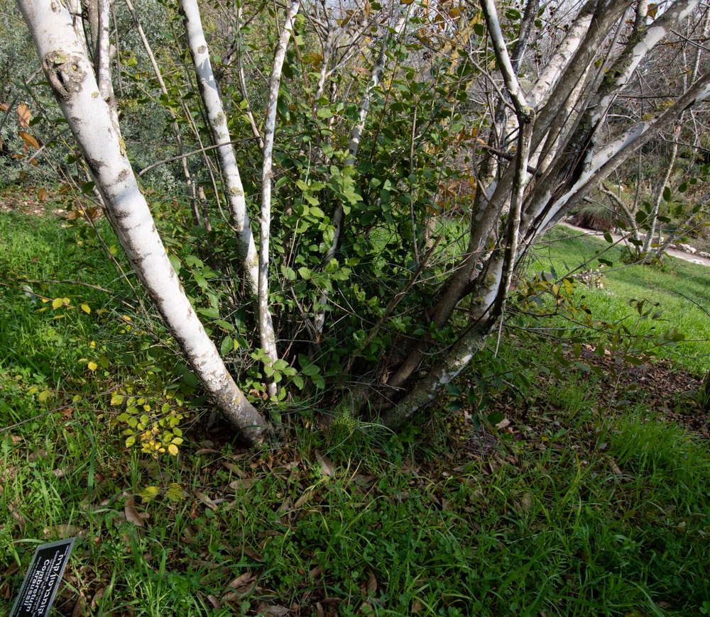 Изображение особи Combretum kraussii.