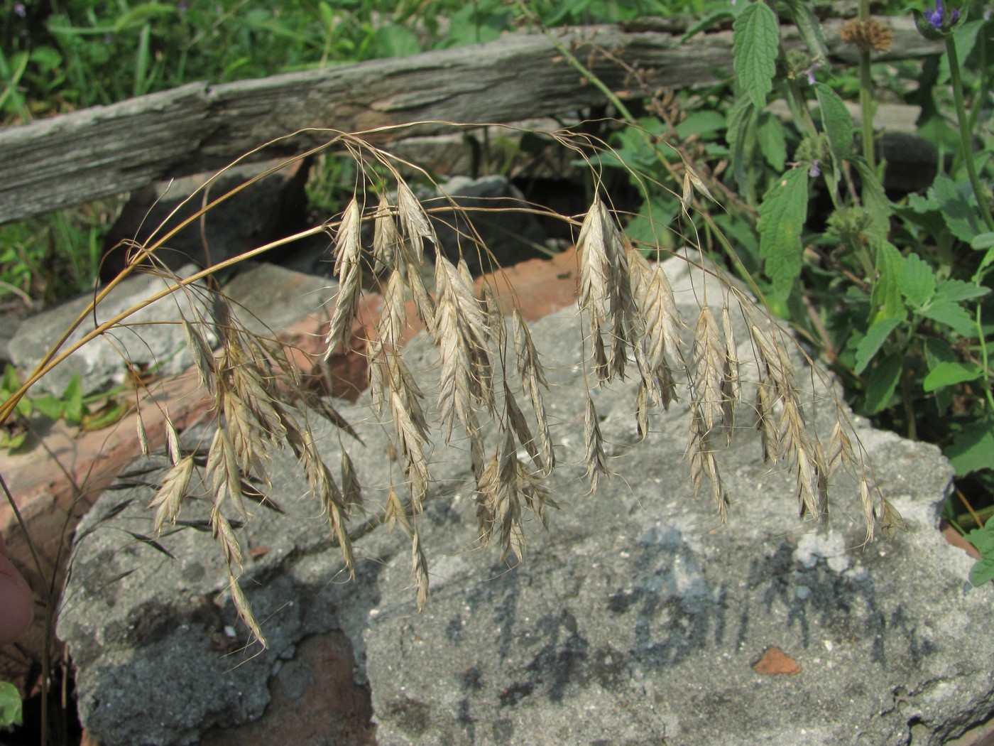 Изображение особи Bromus japonicus.