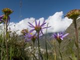 Aster alpinus. Верхушки побегов с цветущим и отцветшим соцветиями. Кабардино-Балкария, Черекский р-н, Кабардино-Балкарский высокогорный заповедник, Мижиргийское ущелье, ≈ 2500 м н.у.м., отложенная боковая морена, альпийский луг. 16.08.2021.