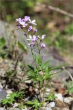 Cardamine quinquefolia. Верхушка цветущего растения. Абхазия, Гудаутский р-н, Рицинский реликтовый национальный парк, долина р. Лашипсы, широколиственный лес, обочина грунтовой дороги. 13.05.2021.