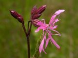 Coccyganthe flos-cuculi. Цветок. Киев, луг возле Святошинского озера. Июнь 2004 г.
