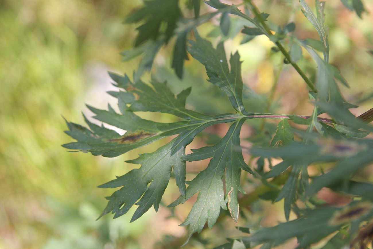 Изображение особи Artemisia vulgaris.