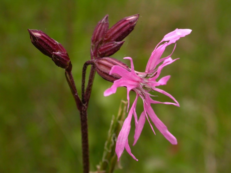 Изображение особи Coccyganthe flos-cuculi.