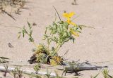 Glaucium flavum