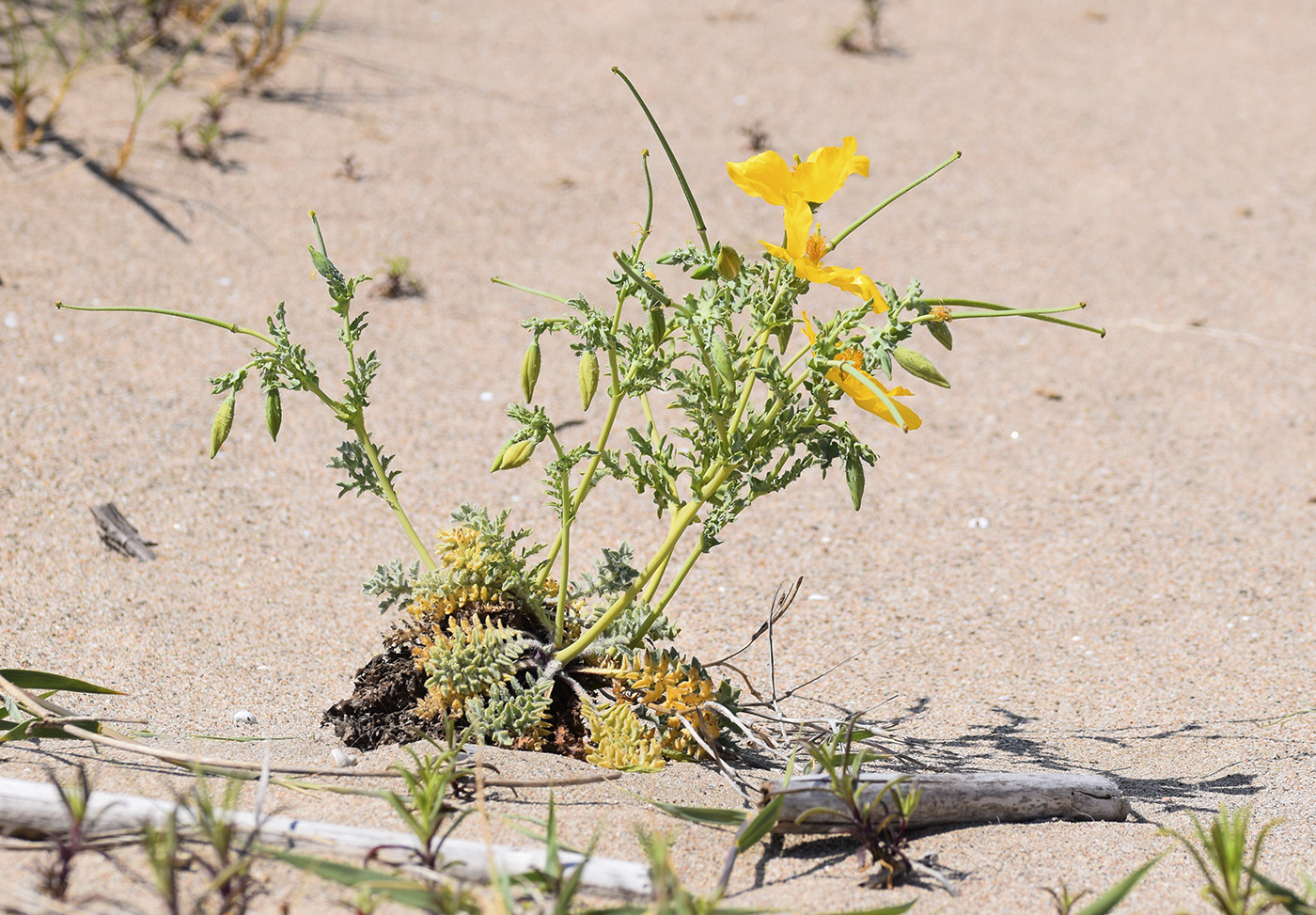 Изображение особи Glaucium flavum.