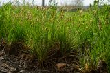 genus Carex. Цветущие растения. Башкортостан, Зилаирский р-н, Юлдыбаевский сельсовет, окр. дер. Юлдыбаево, обочина грунтовой дороги. 29 апреля 2022 г.