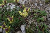 Scutellaria polyodon. Цветущее и бутонизирующее растение. Республика Ингушетия, Джейрахский р-н, окр. урочища Оасег, высота ок. 1980 м н.у.м., каменистый участок склона. 18 июня 2022 г.