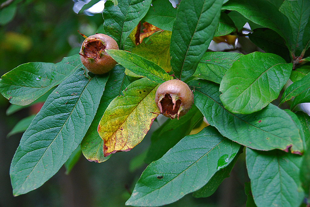 Изображение особи Mespilus germanica.