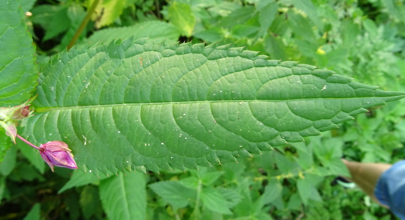 Image of Impatiens glandulifera specimen.