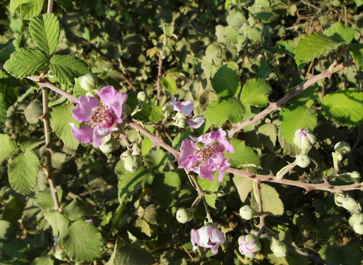 Изображение особи Rubus sanctus.