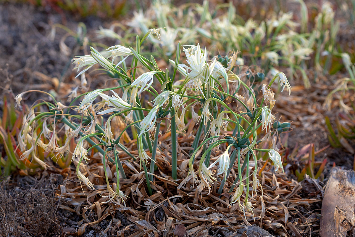 Изображение особи Pancratium maritimum.