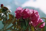 род Rhododendron. Соцветие. Непал, 1-я провинция, р-н Солукхумбу, национальный парк \"Сагарматха\". 06.05.1997.