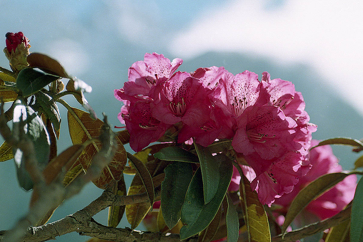 Изображение особи род Rhododendron.