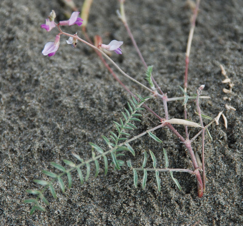 Image of Oxytropis teres specimen.