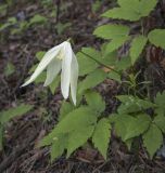 Atragene sibirica. Цветок и листья. Пермский край, Кунгурский р-н, правый берег р. Сылва, ур. Камень Ермак, крутой склон, берёзово-сосновый лес. 04.06.2022.