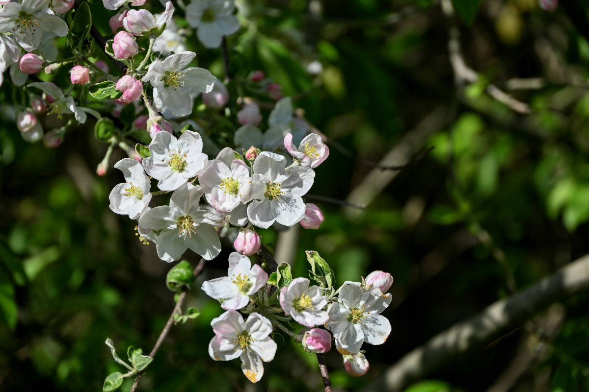 Изображение особи Malus domestica.