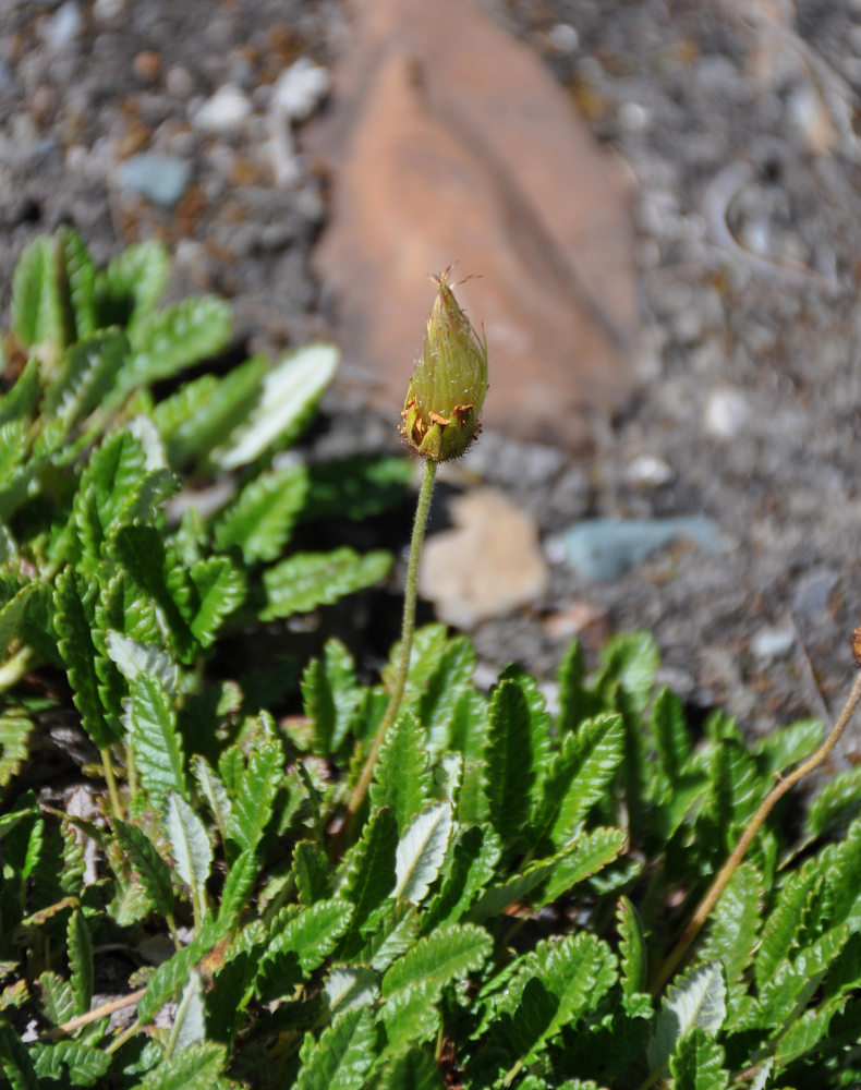 Image of Dryas oxyodonta specimen.