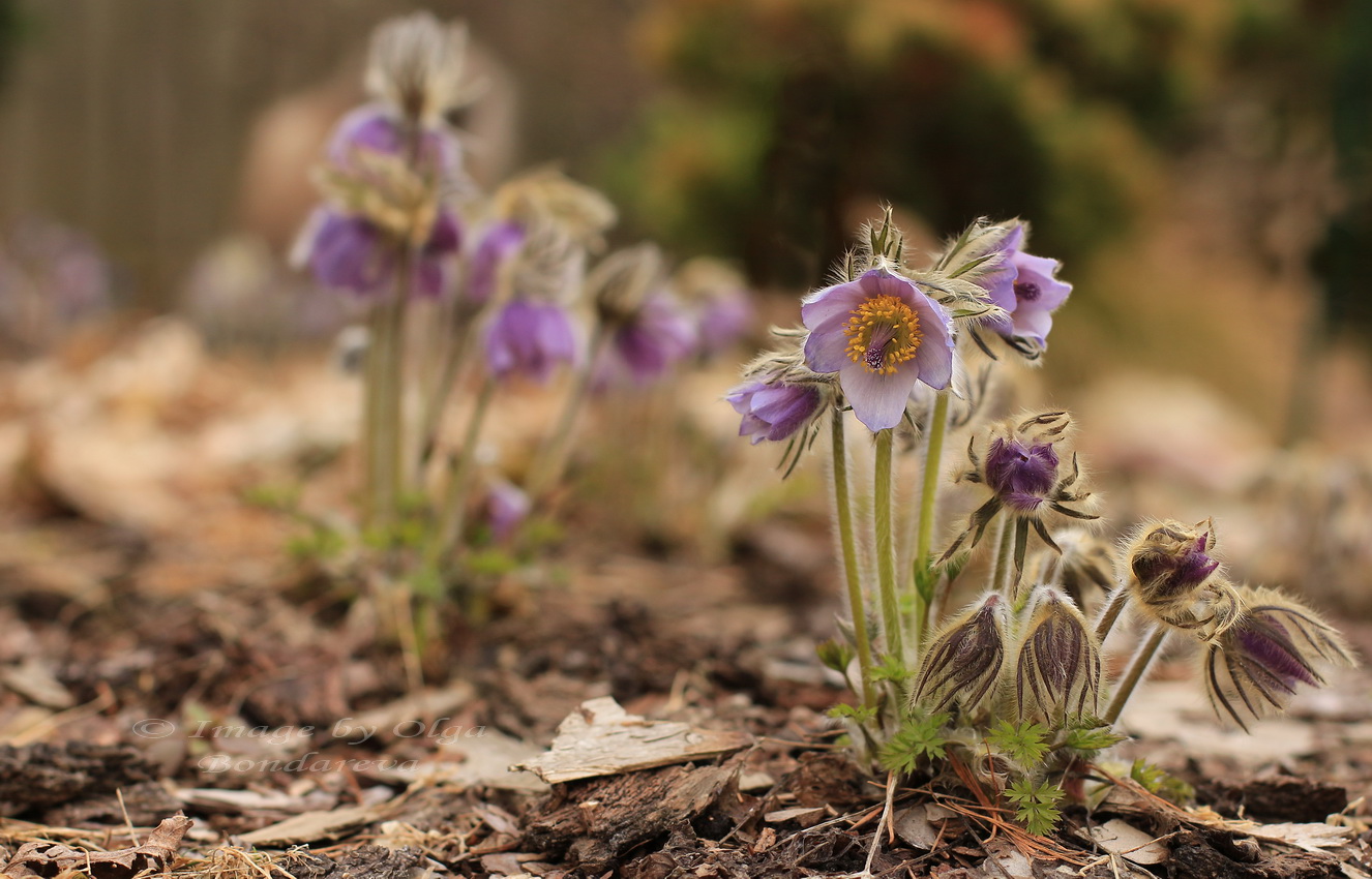 Image of Pulsatilla ajanensis specimen.