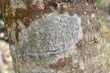 Graphis scripta